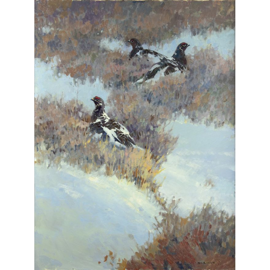 Stephen C. Elliott (1943- ): Rock Ptarmigans