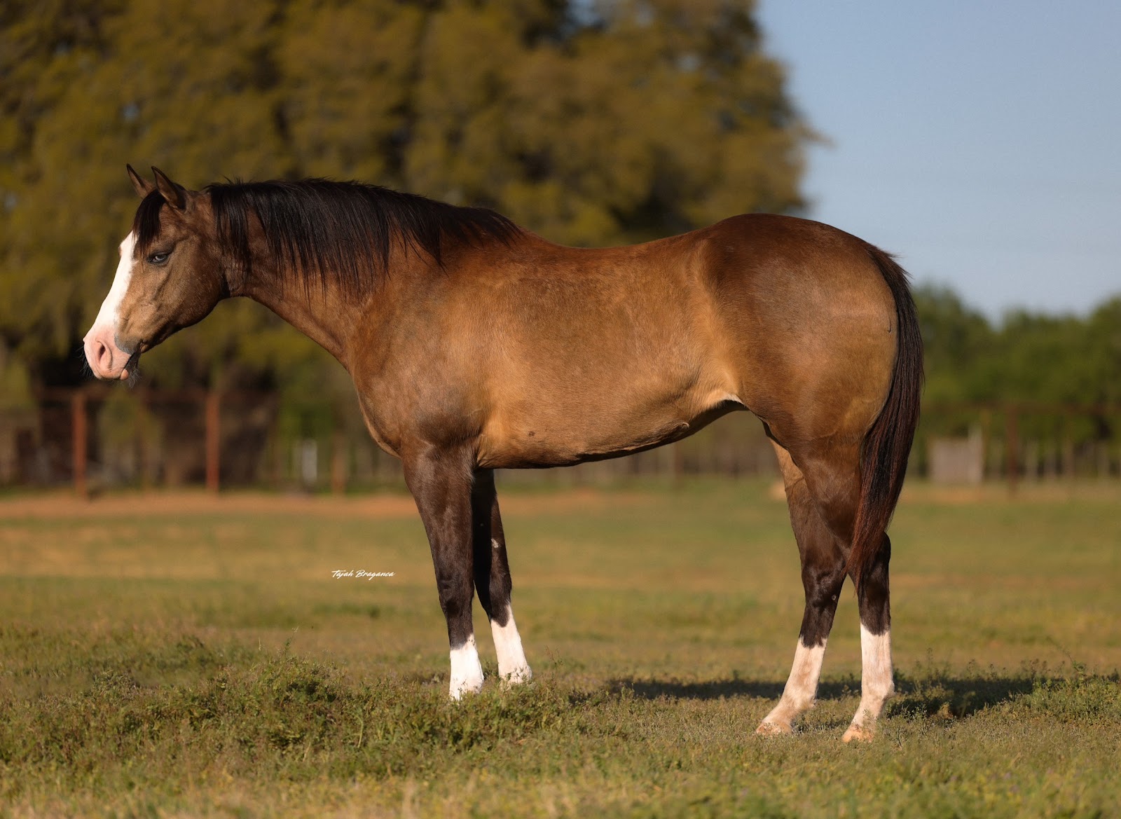 SABLE | Horse Bid, LLC