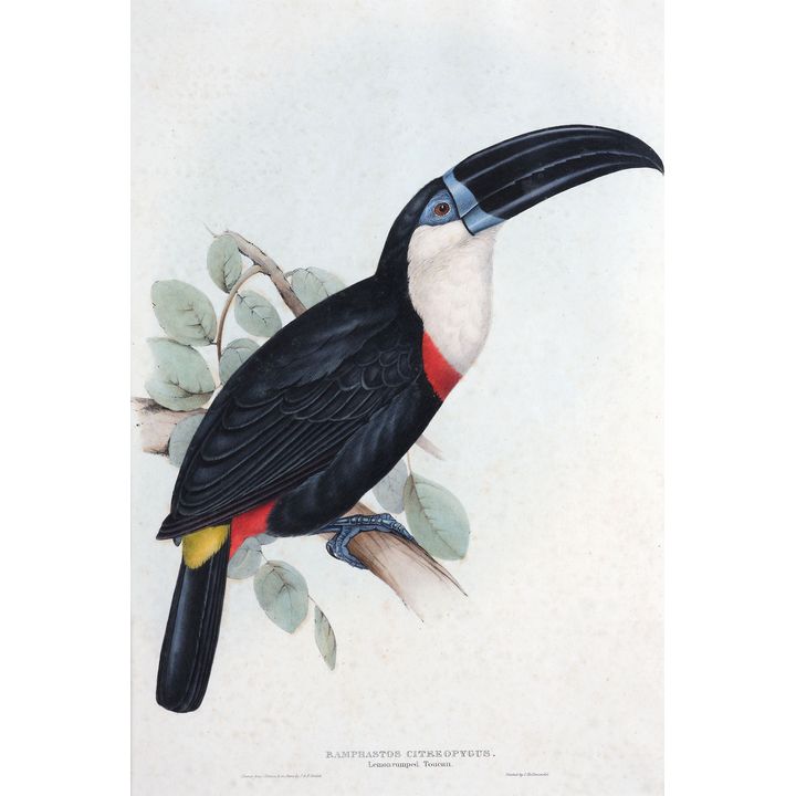 John & Elizabeth Gould 'Ramphastos Citreopygus, Lemon rumped Toucan'