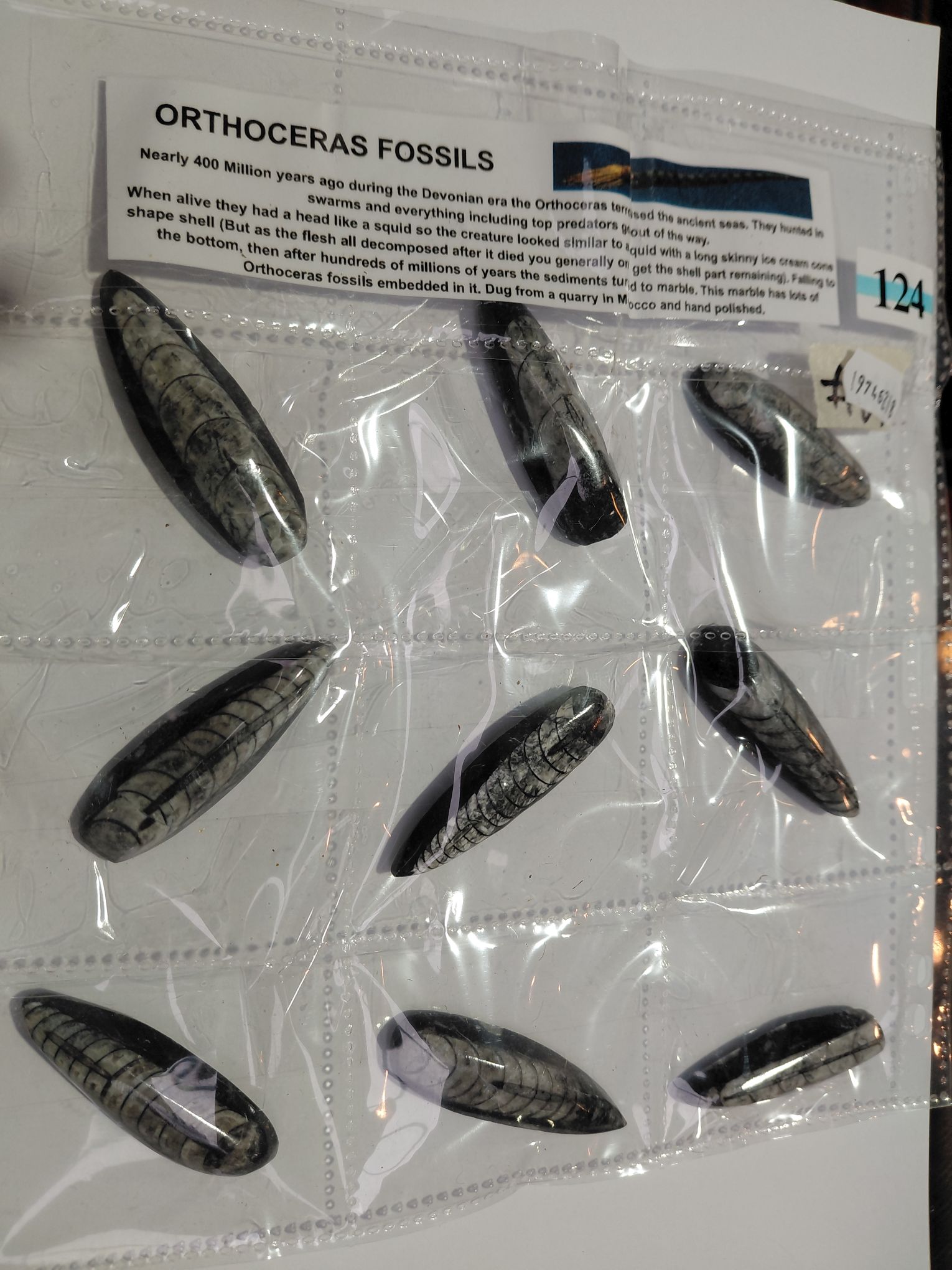 Orthoceras Fossils