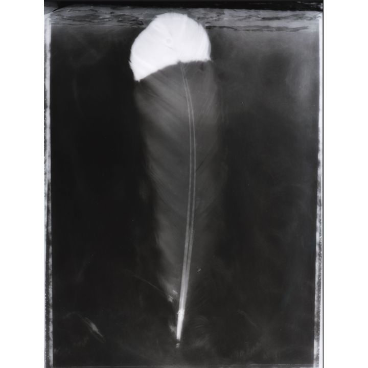 Fiona Pardington 'Wiriwiri/Tremble, Whanganui Museum'