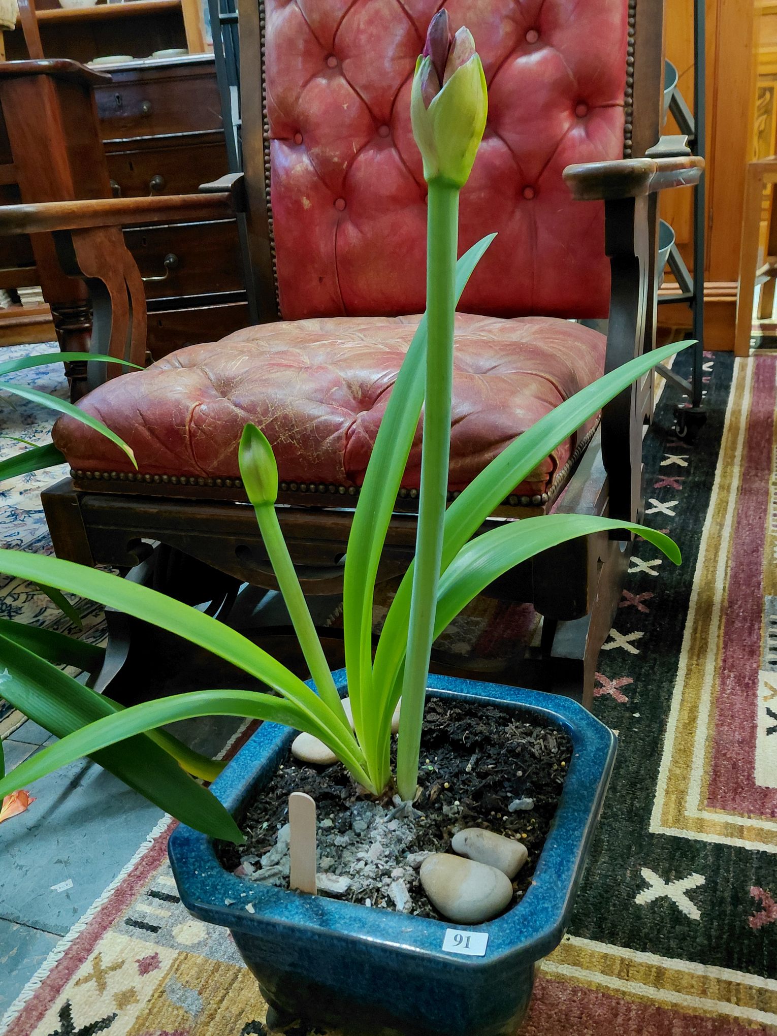 91 · POTTED HIPPEASTRUM