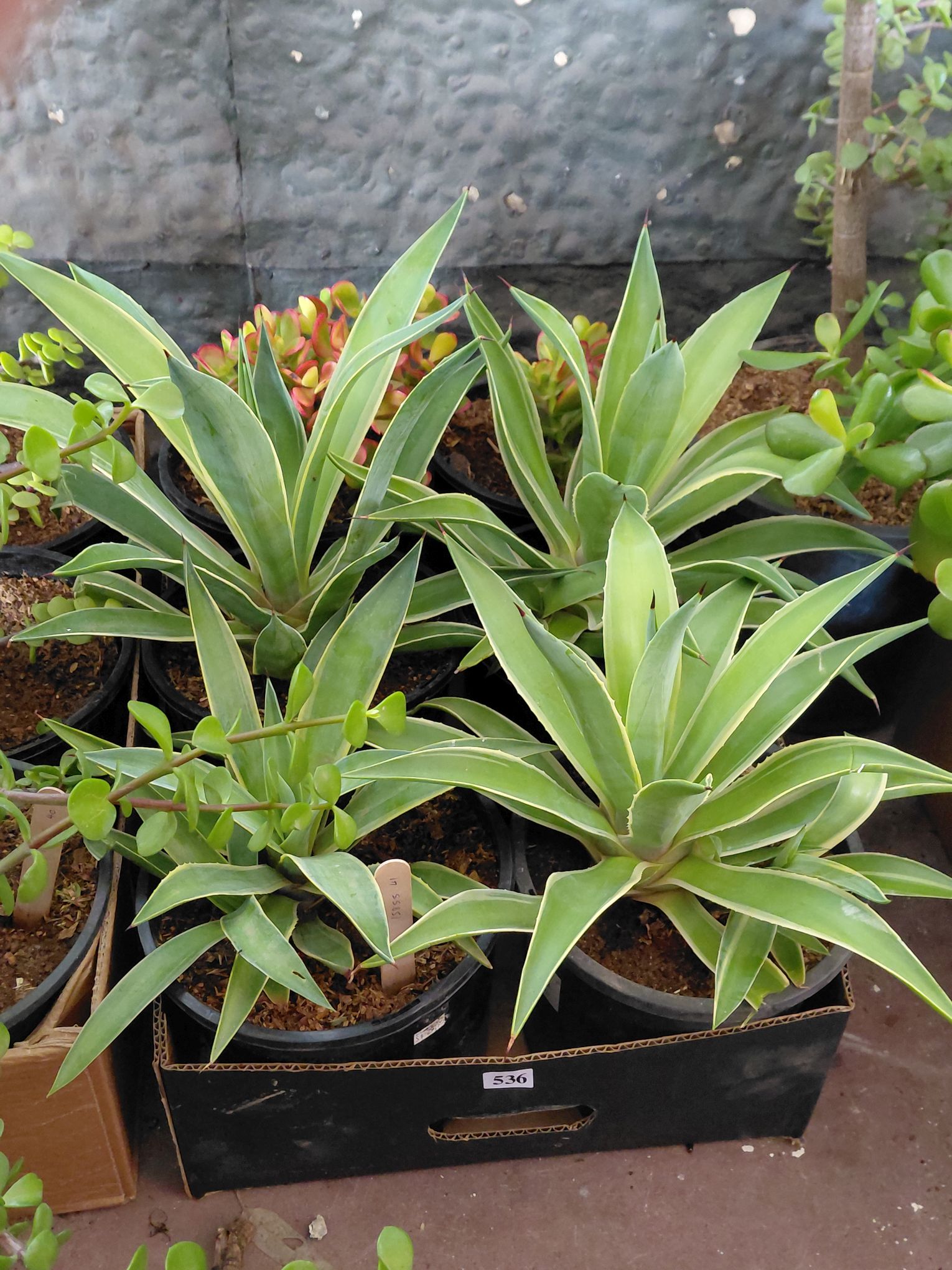Succulents