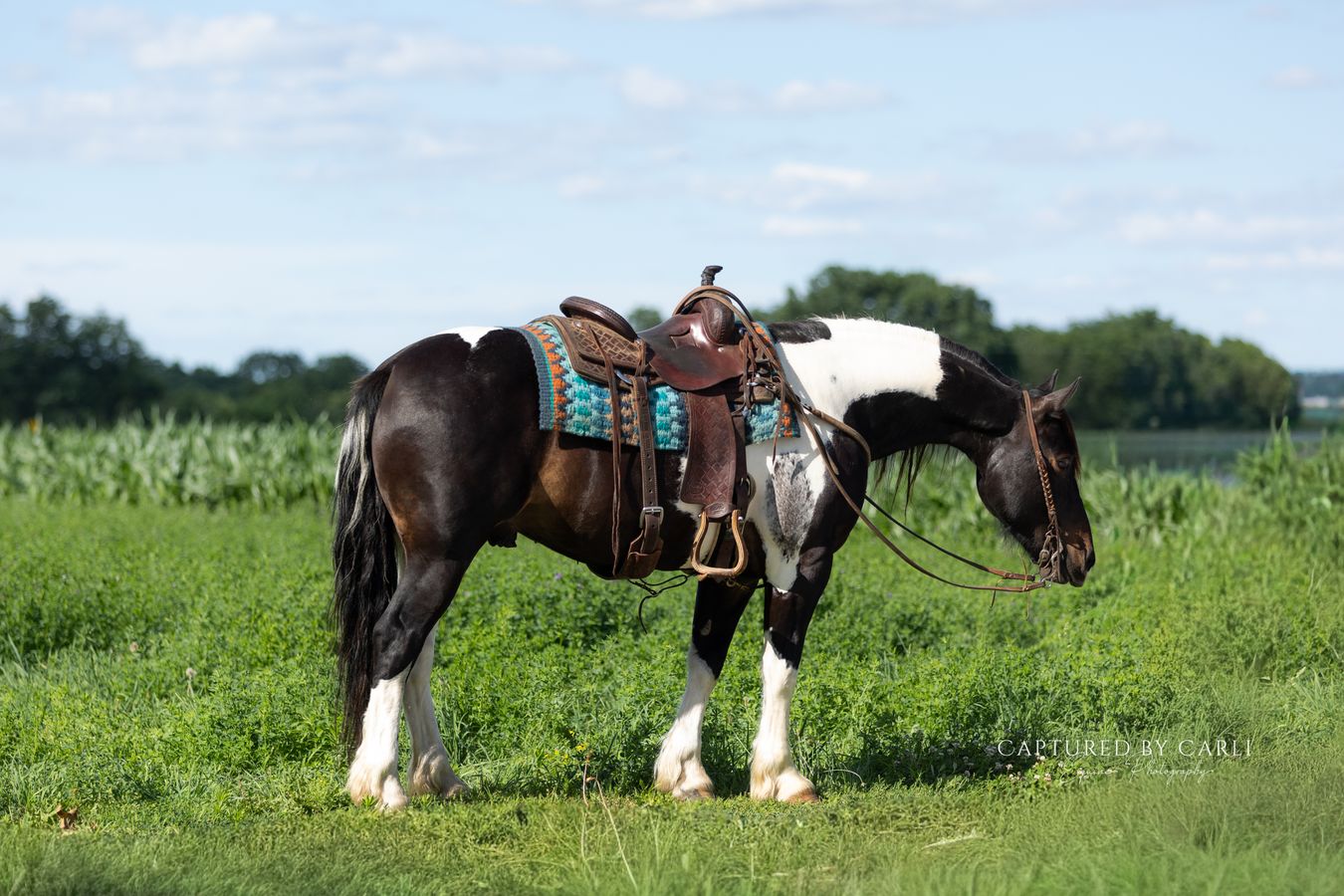 TURTLE | Horse Bid, LLC