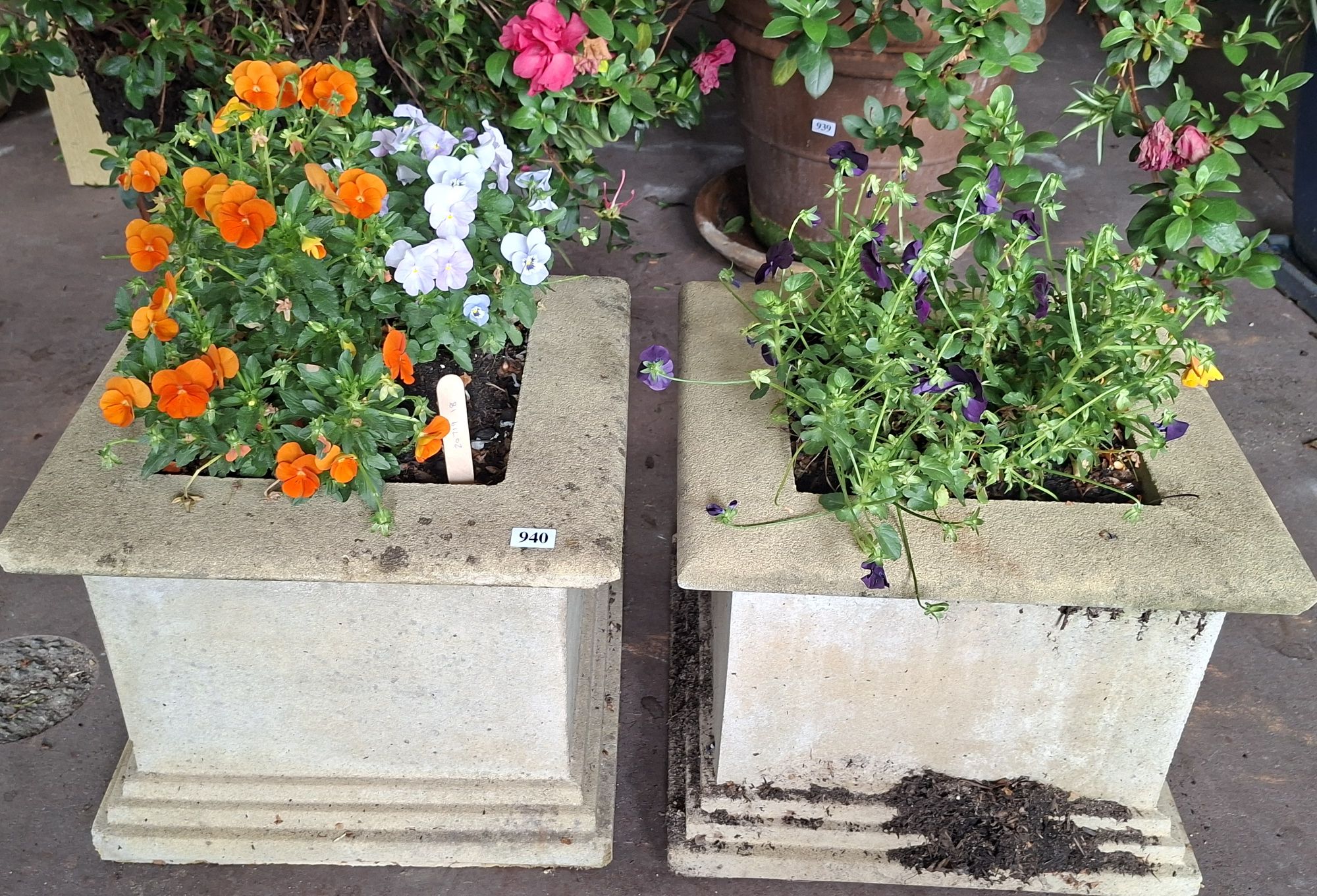 Pansies