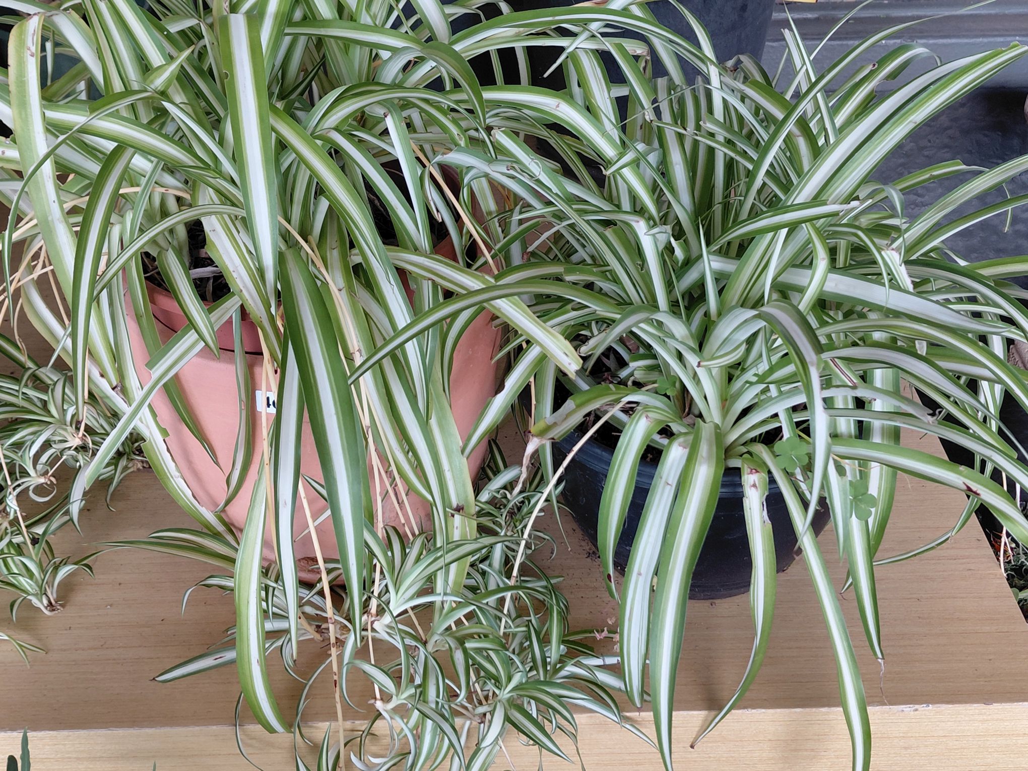 469 · SPIDER PLANTS