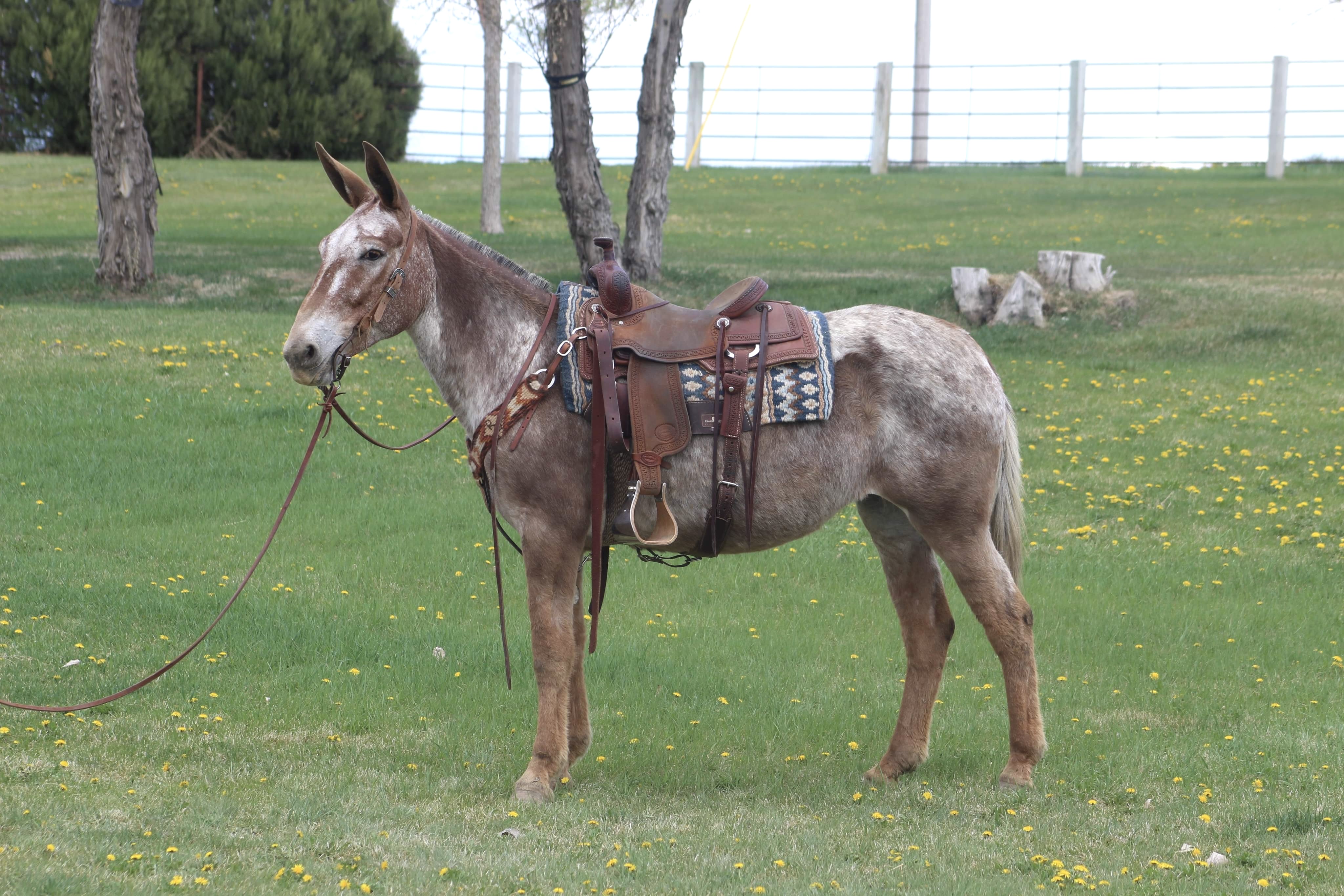 Canyon Mule Horse And Mule Sales Roping Mules Top For Sale