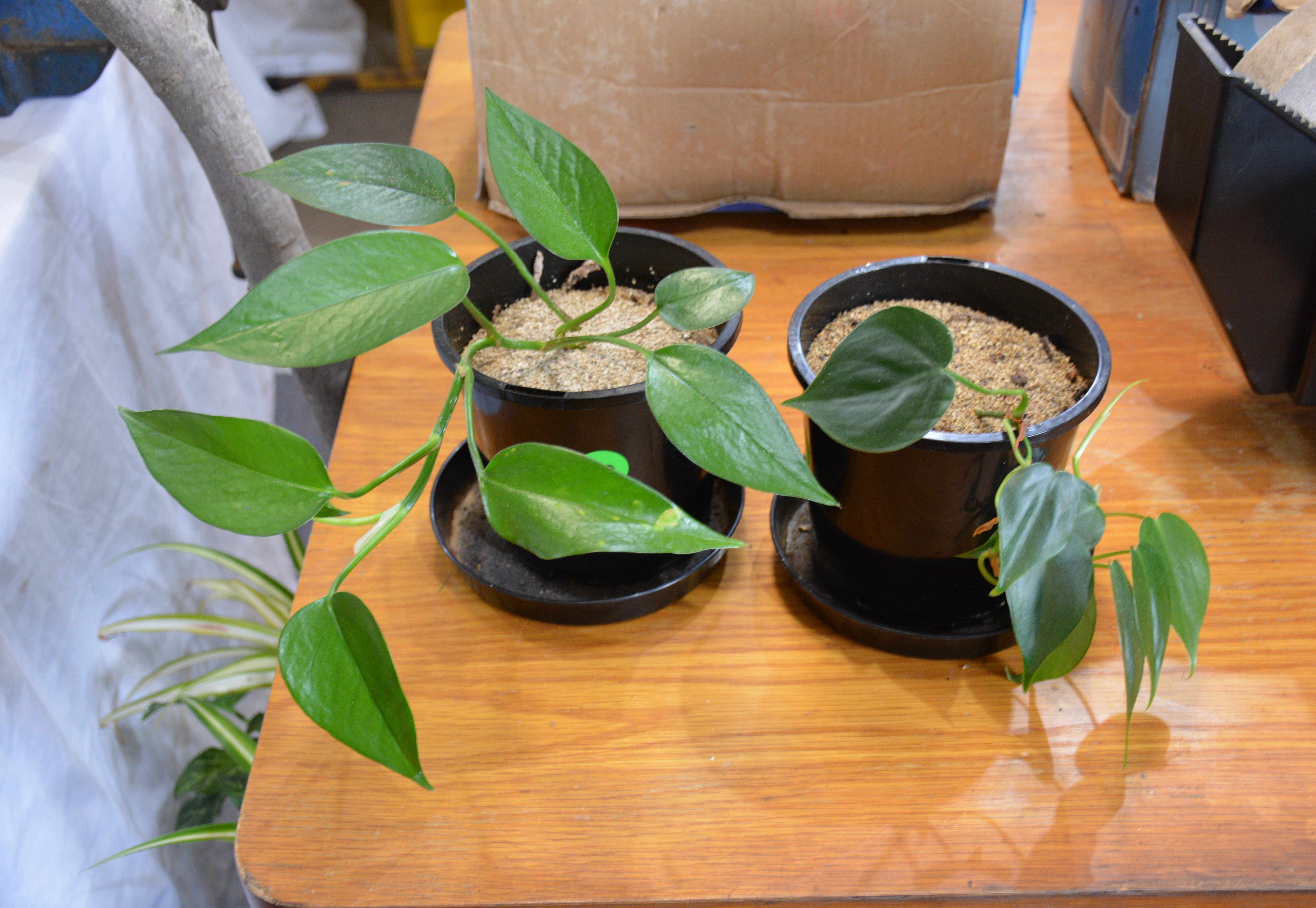 Small Plants x 2 in Pots — sold at auction in New Zealand for $35