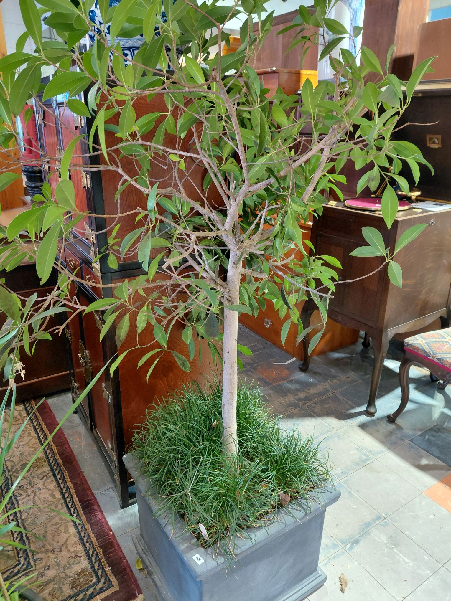 68 · FICUS TREE