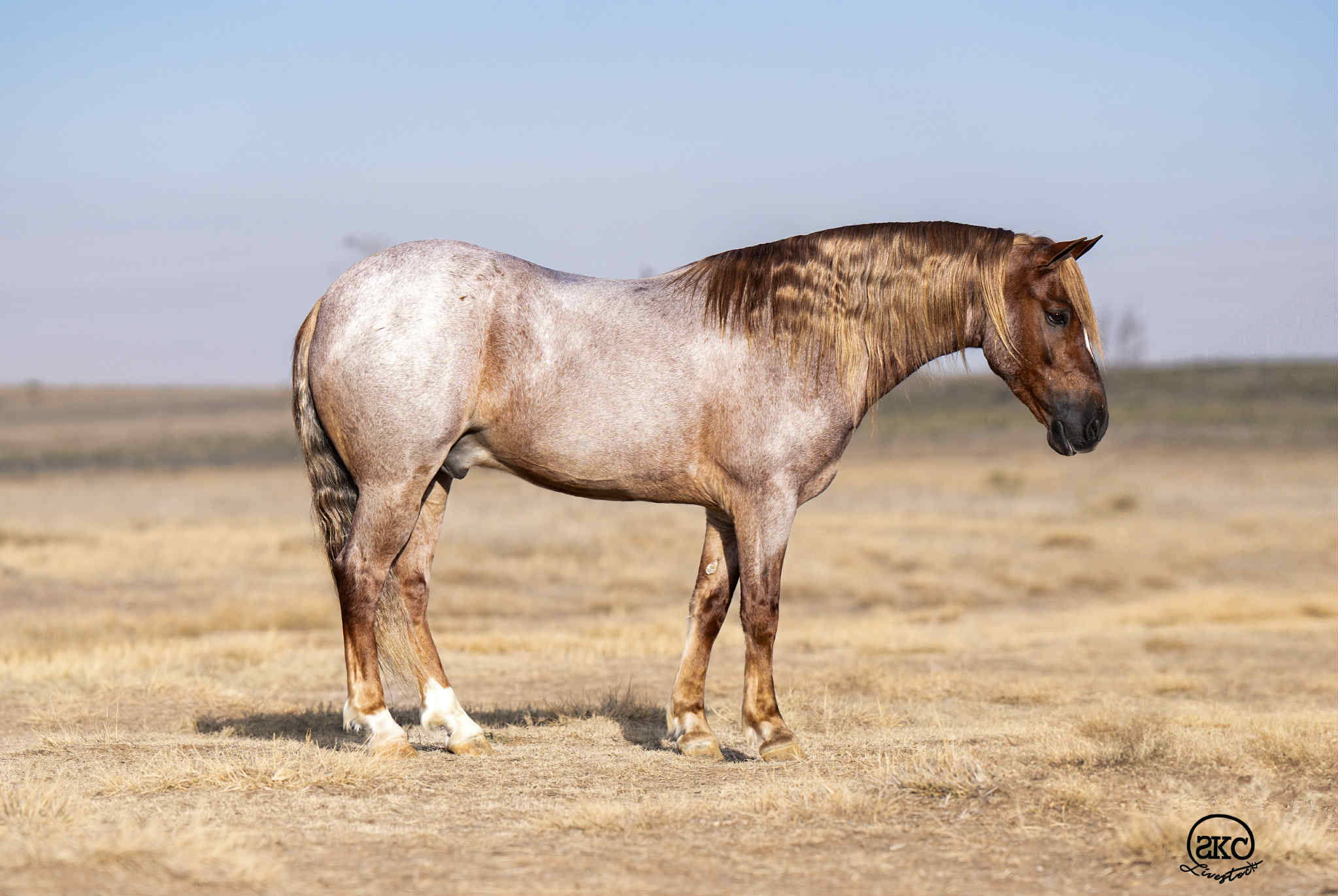 Cowboy | Horse Bid, LLC