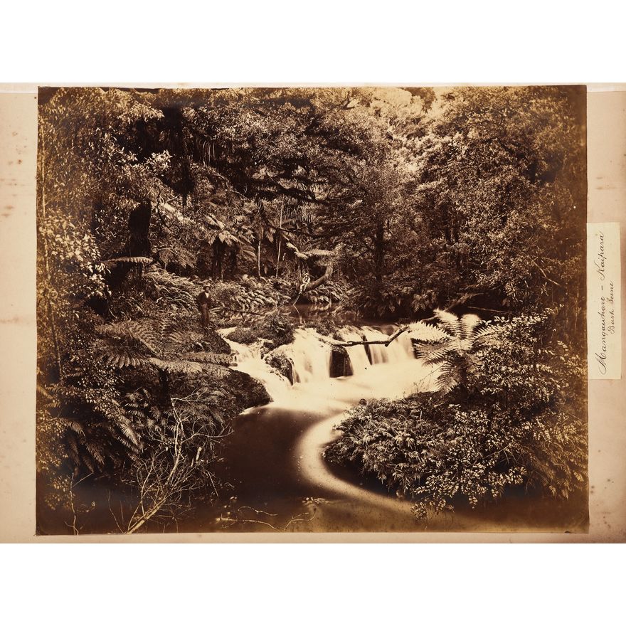 Photographer Unknown 'Bush Scene, Mangawhare - Kaipara'