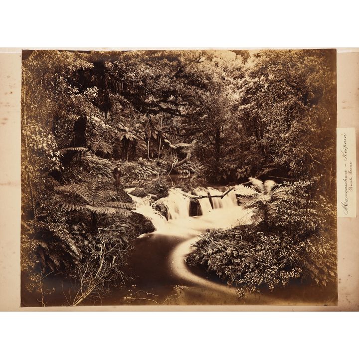 Photographer Unknown 'Bush Scene, Mangawhare - Kaipara'