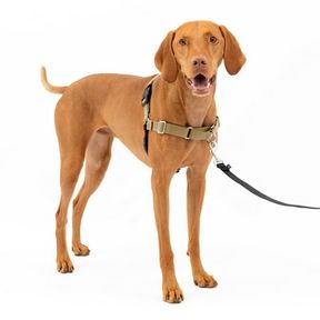 M PETSAFE EASY WALK NO-PULL DOG HARNESS PERFECT FOR LEASH & HARNESS TRAINING