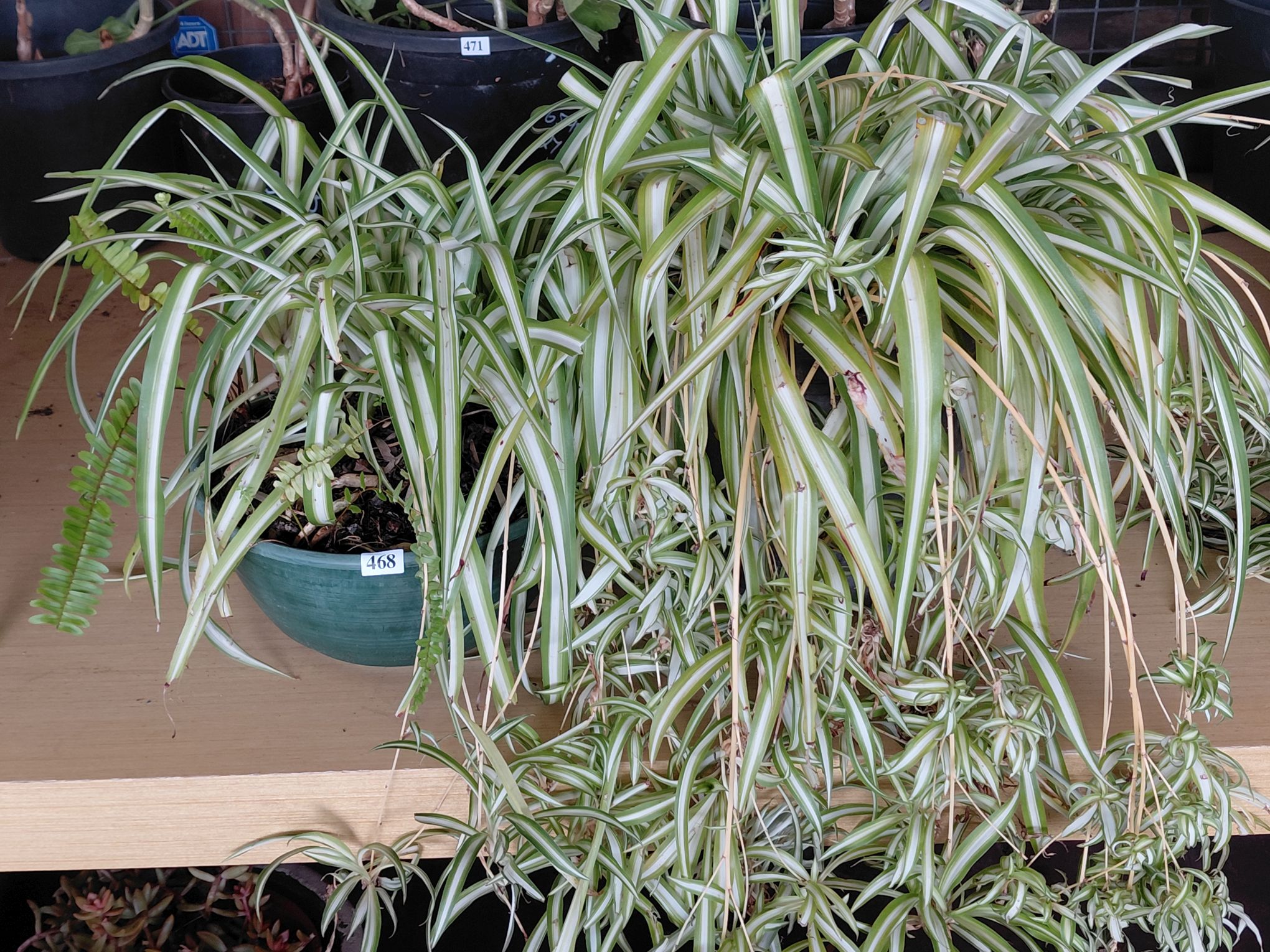468 · SPIDER PLANTS