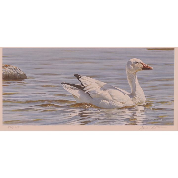 Robert Bateman (b.1930) ''Proud Swimmer - Snow Goose'' S/N Lithograph.