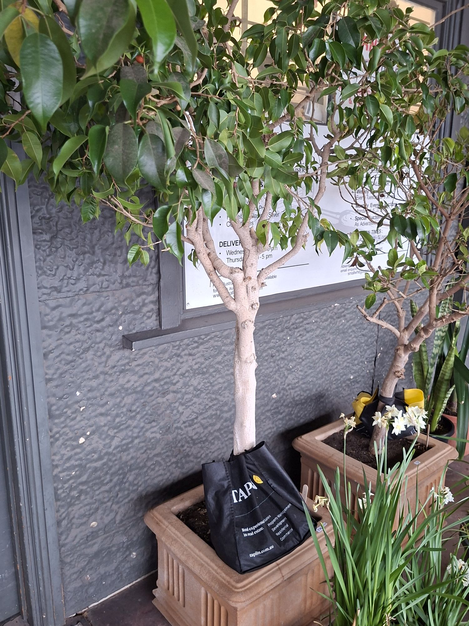 Potted Weeping Fig