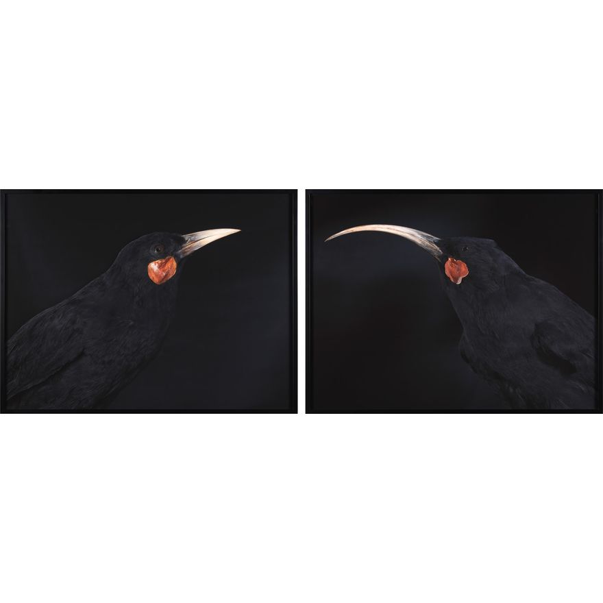 Fiona Pardington 'Andrew’s Huia'
