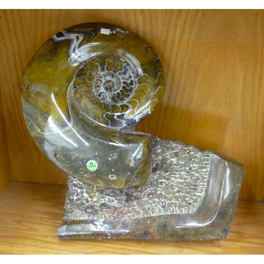 Large Ammonite Polished Stone Fossil 16''x16''