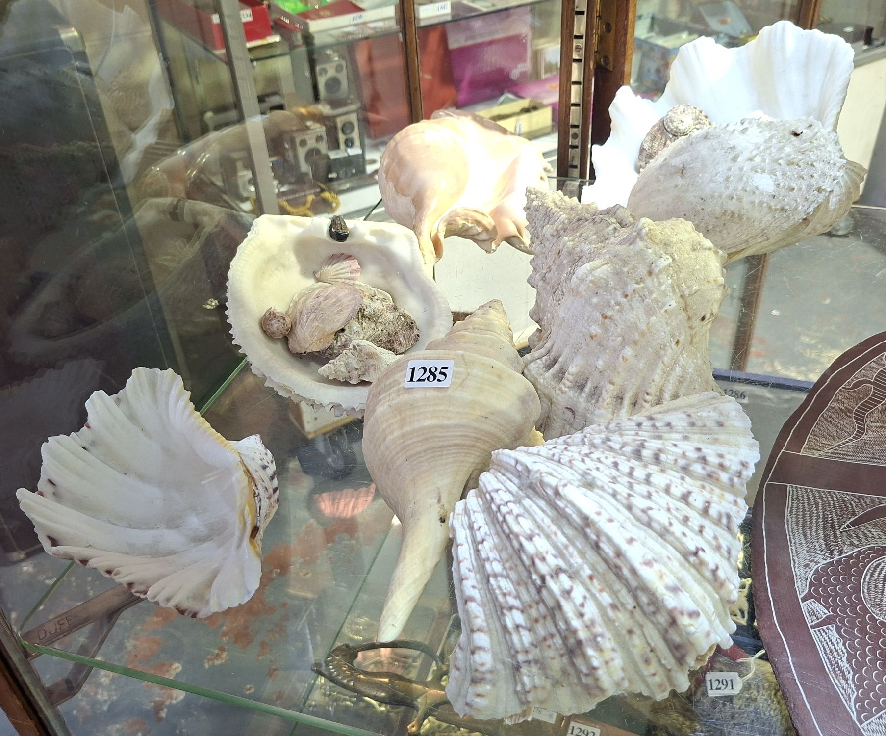 Group Of Sea Shells