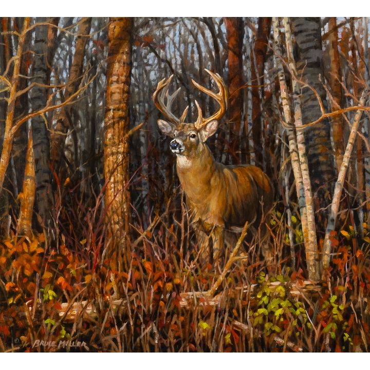 Bruce Miller (1952- ), Northern Whitetail
