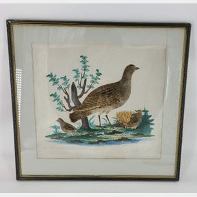 Unknown Artist (German, Early 19th Century) Quail Featherbird Picture