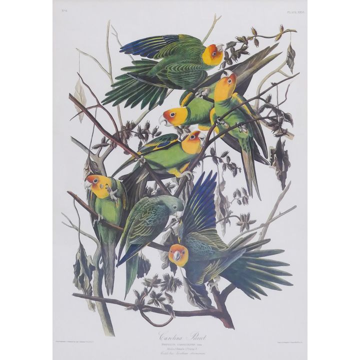 Large Professionally Framed John James Audubon 'Carolina Parrot' Print (Plate 26, from Birds of America).