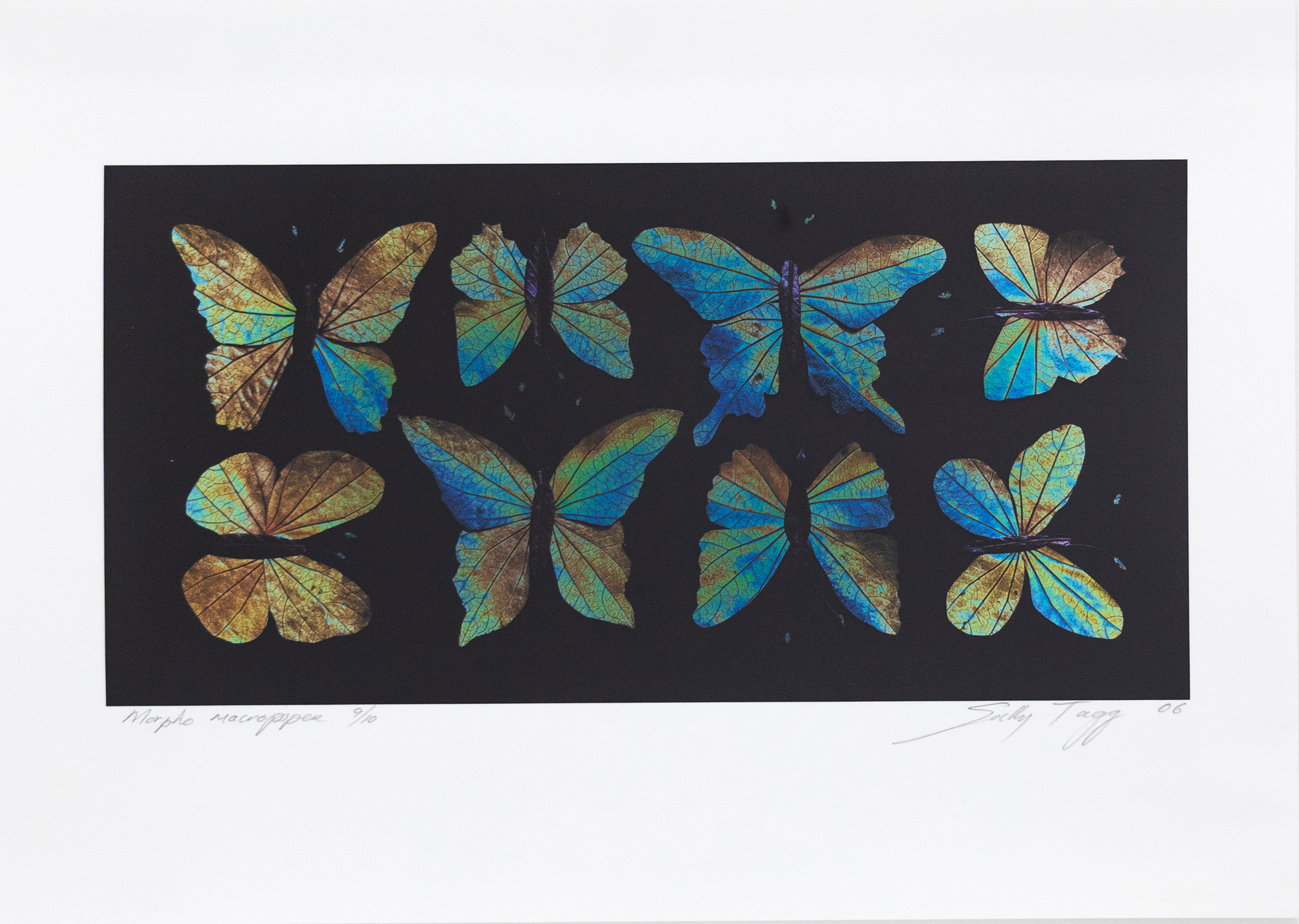 Sally Tagg 'Morpho Macropiper' — sold at auction in New Zealand for $250