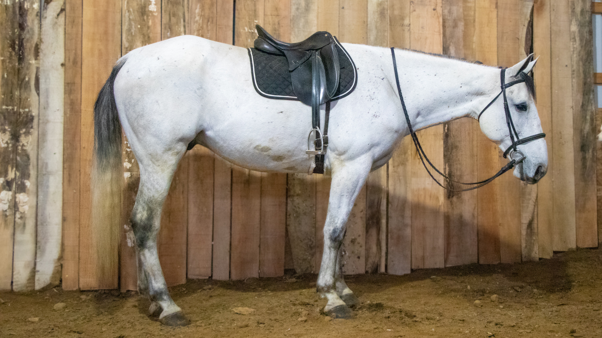 DALLAS Horse Bid, LLC