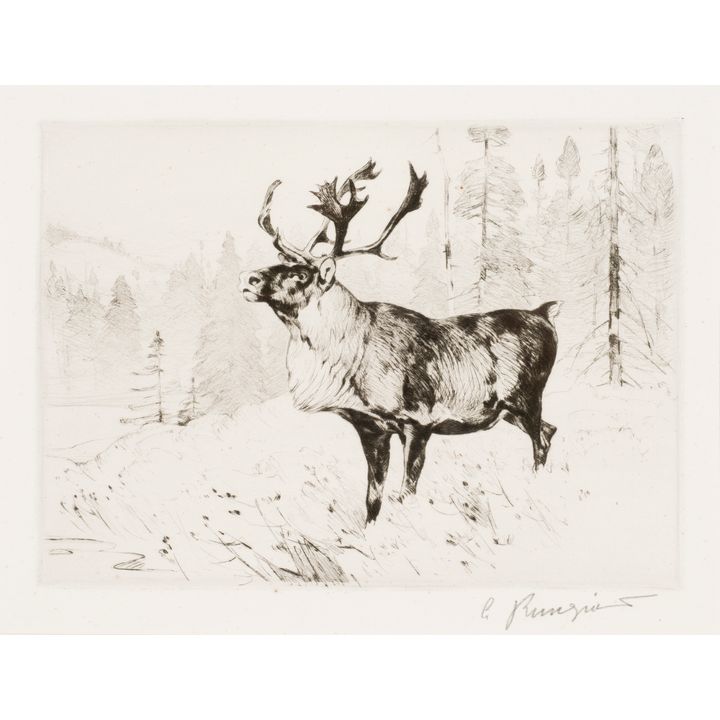 Carl Rungius (1869-1959), Woodland Stag