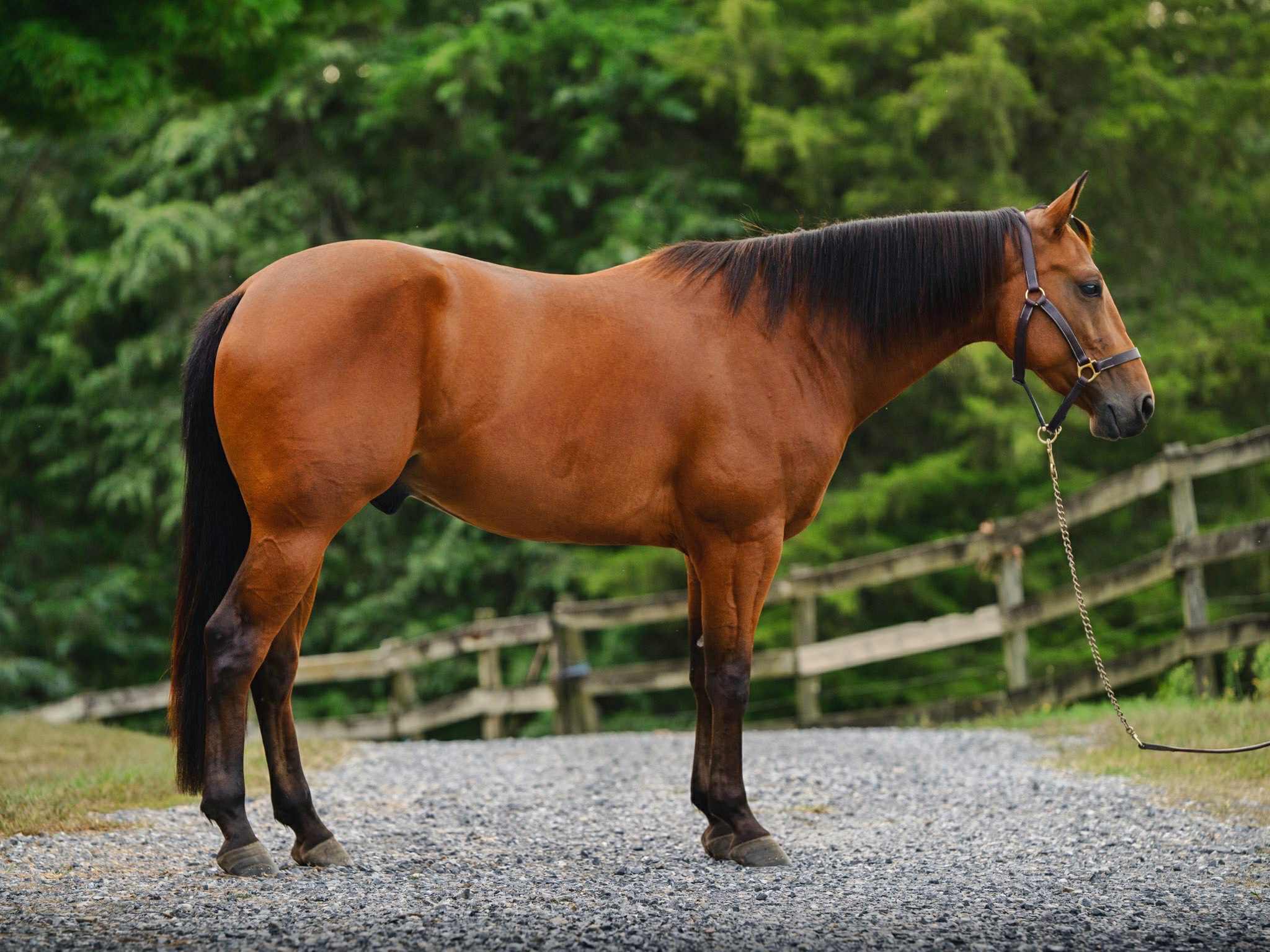 RANSOM | Horse Bid, LLC