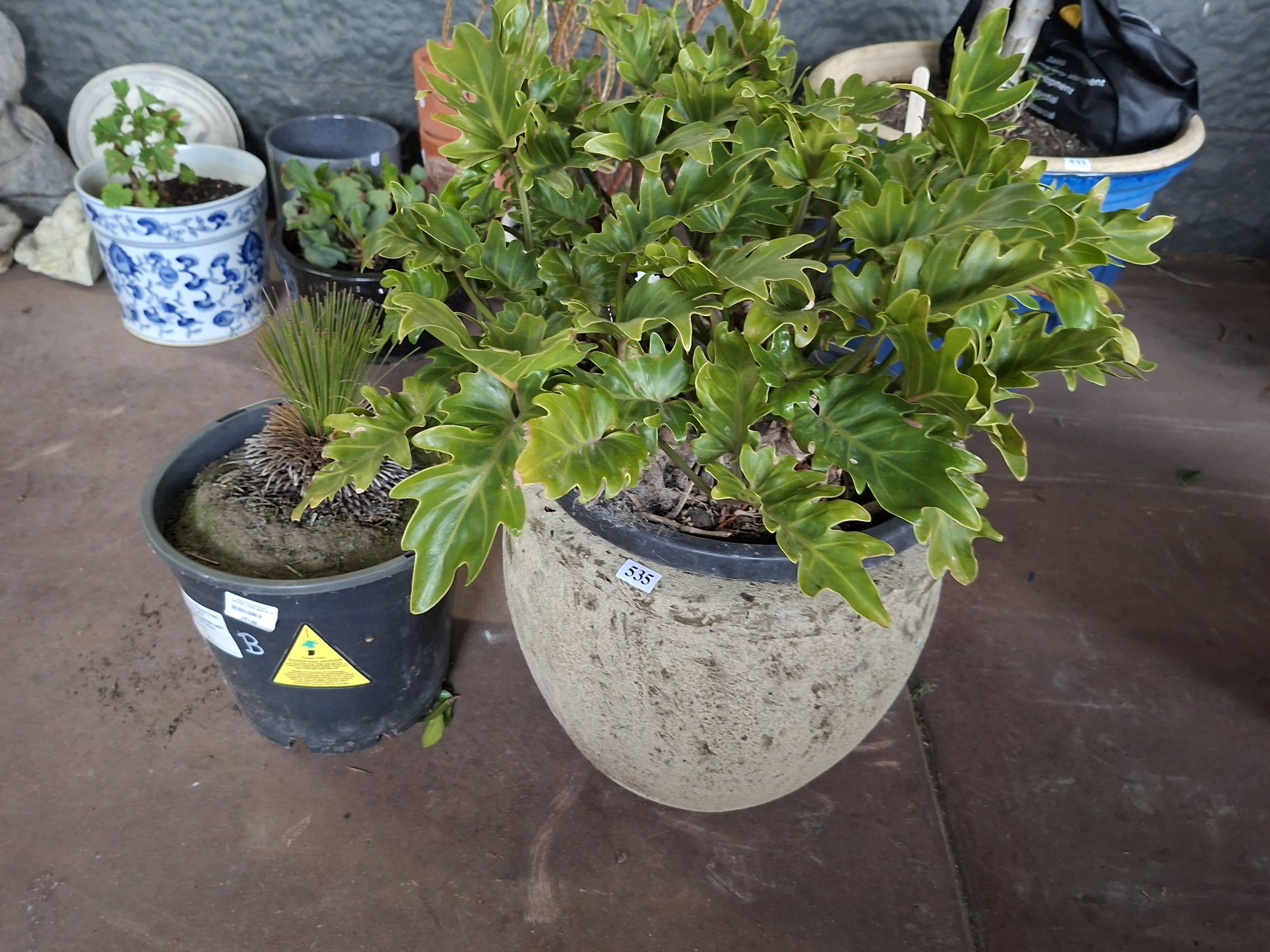 Two Plants