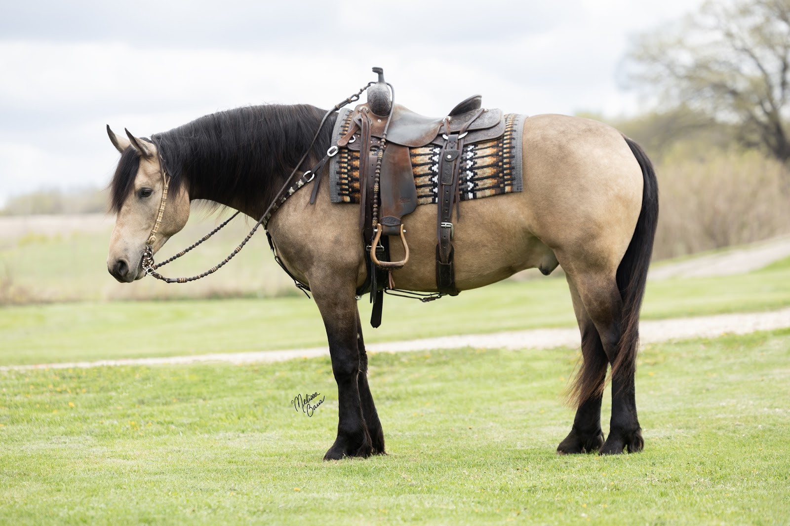 TANGO | Horse Bid, LLC