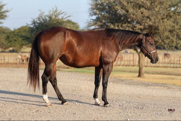 Reys Barmaid Chick, 2013 bay mare, Dual Rey x Cats Barmaid Chick, Lot 153 in the Solo Select October Sale