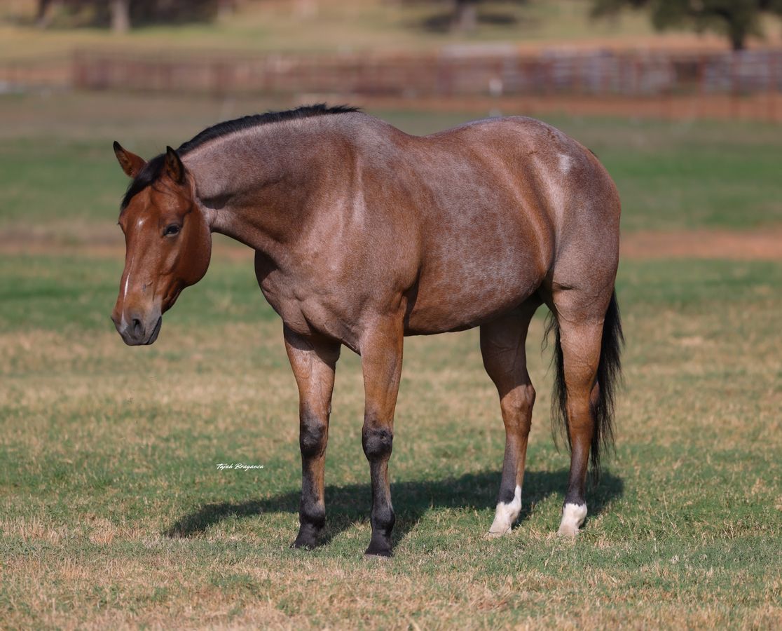 DENALI - 16.1 HAND GENTLE FAMILY GELDING! | Horse Bid, LLC