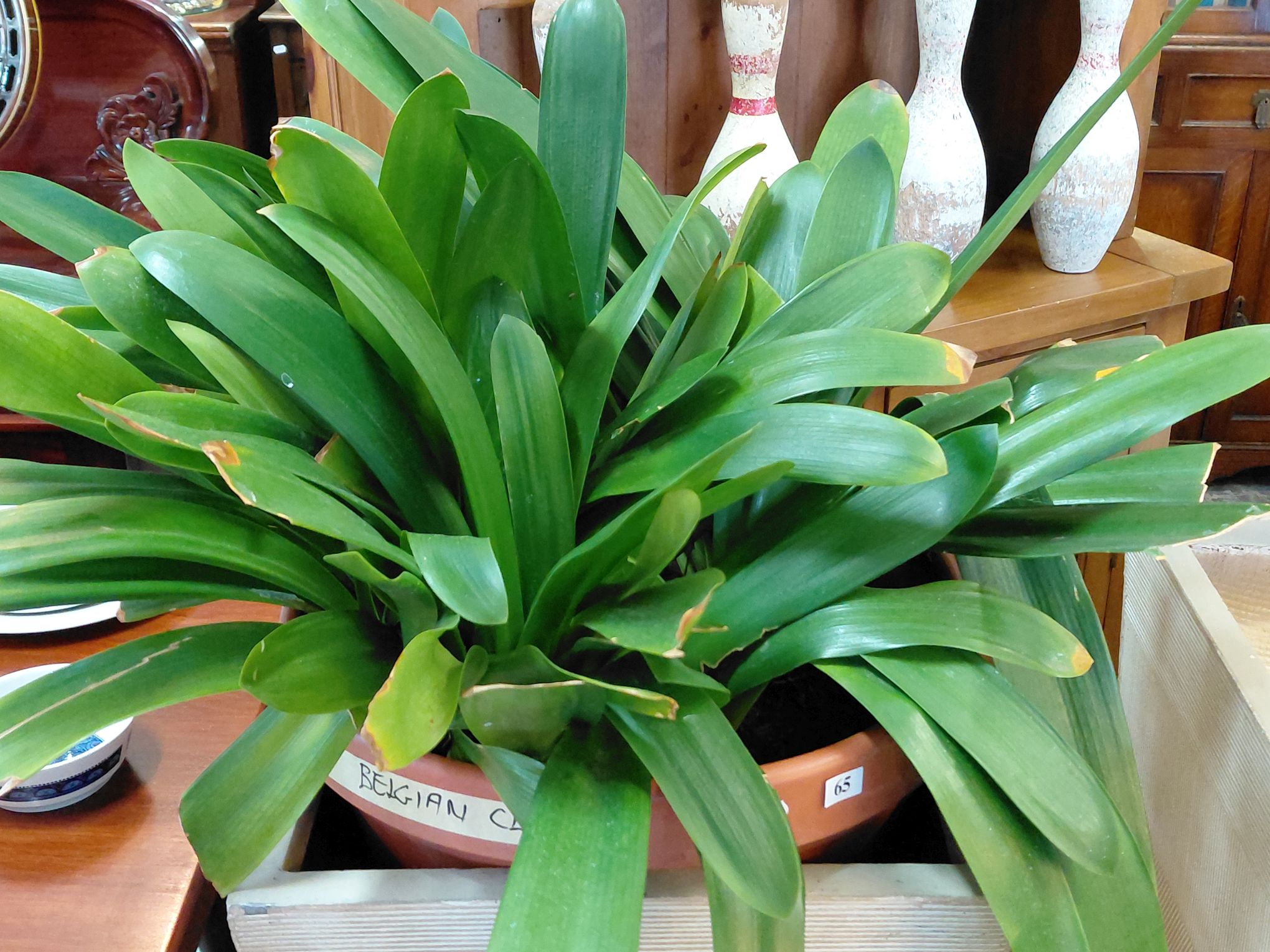 65 · CLIVIA