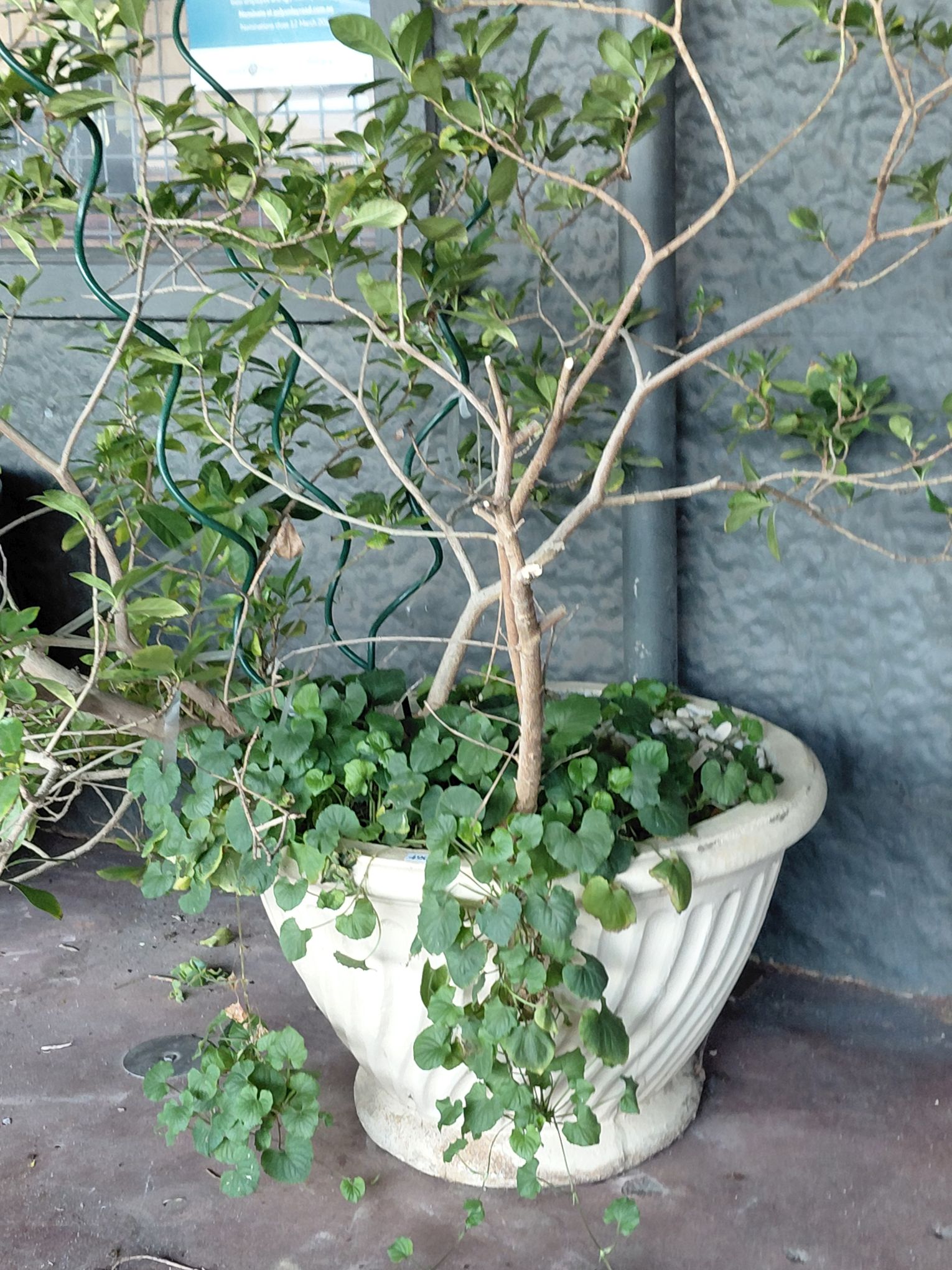 GARDANIA