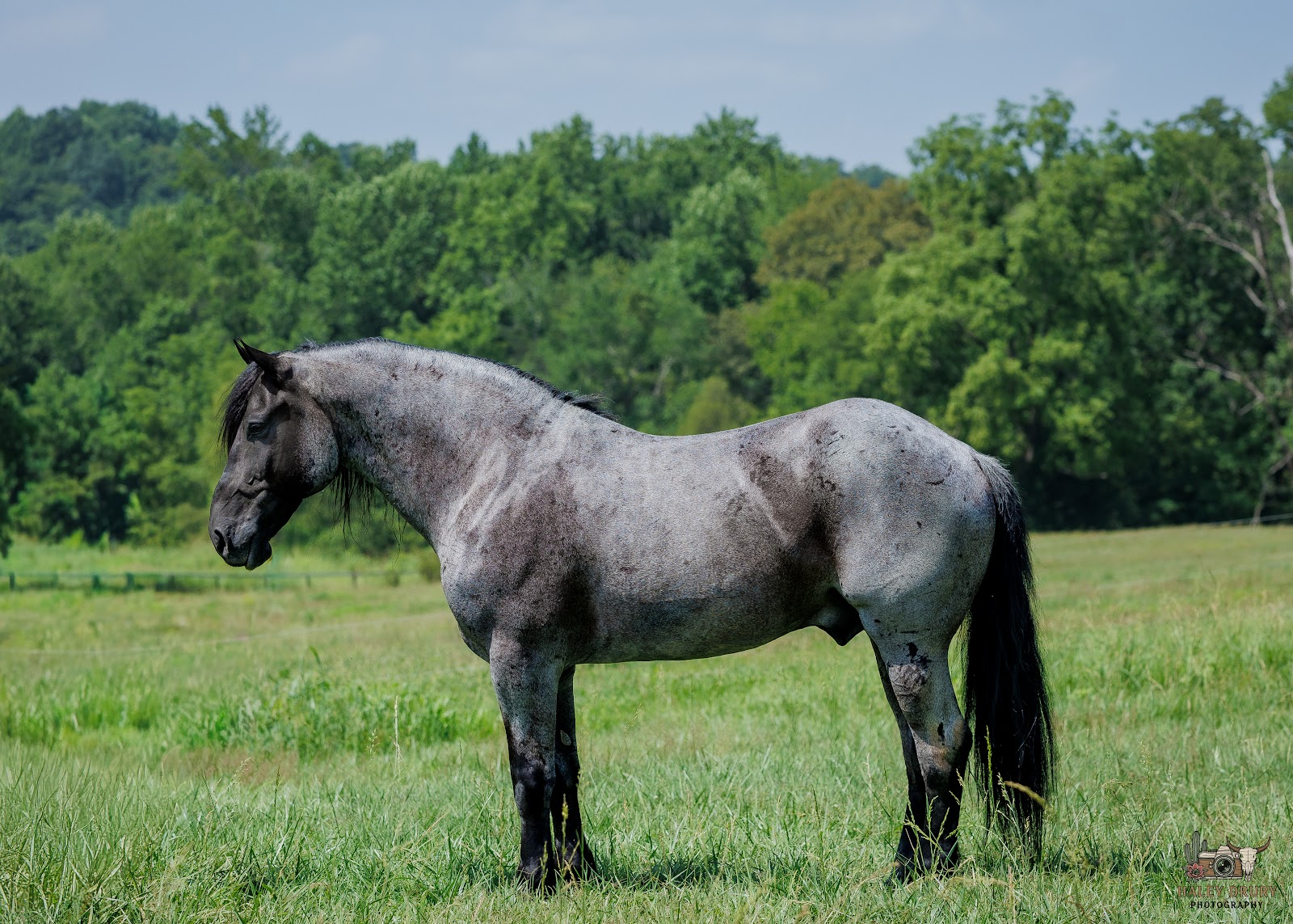 BEAUMONT | Horse Bid, LLC