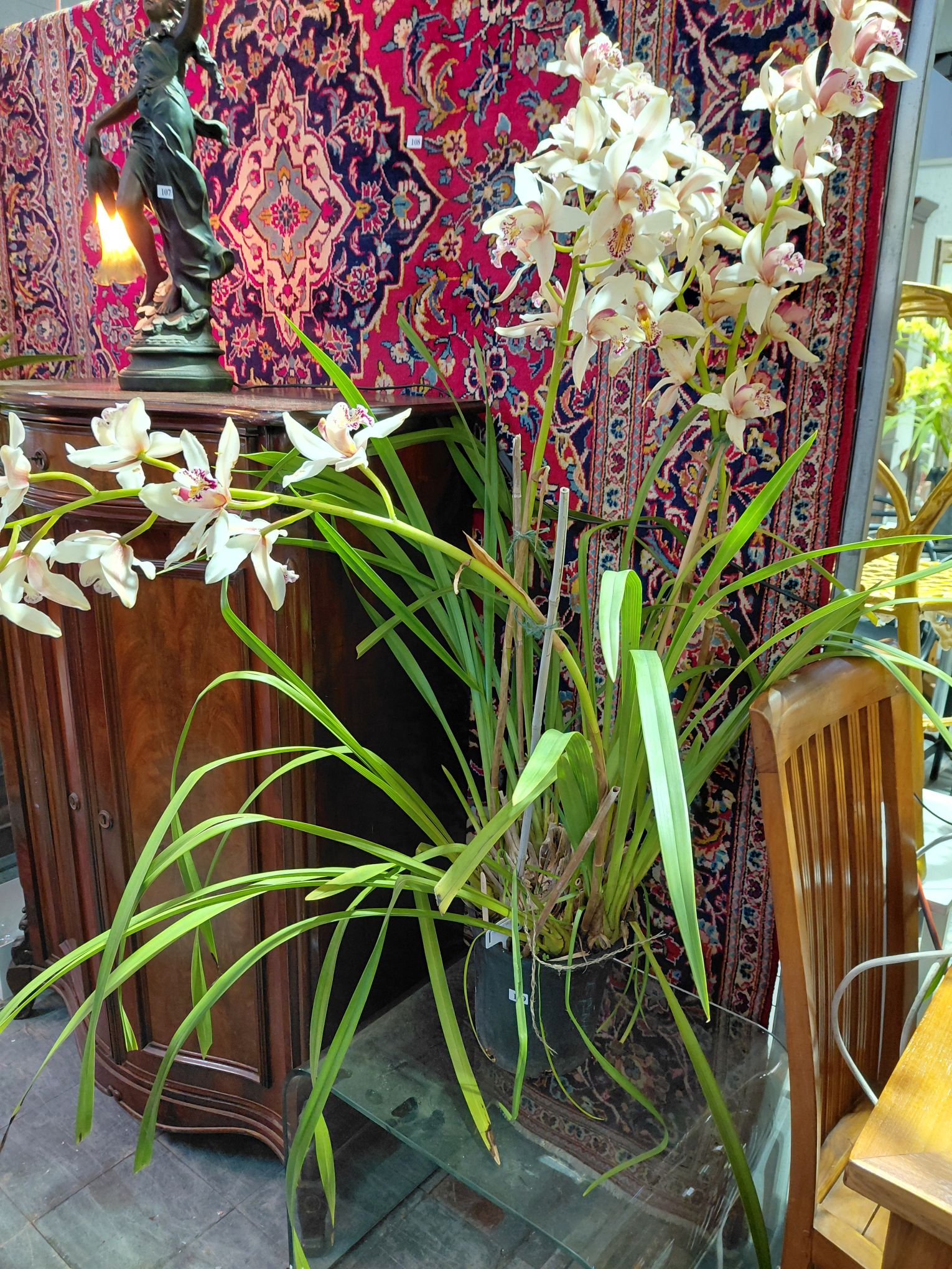 109 · CYMBIDIUM ORCHID