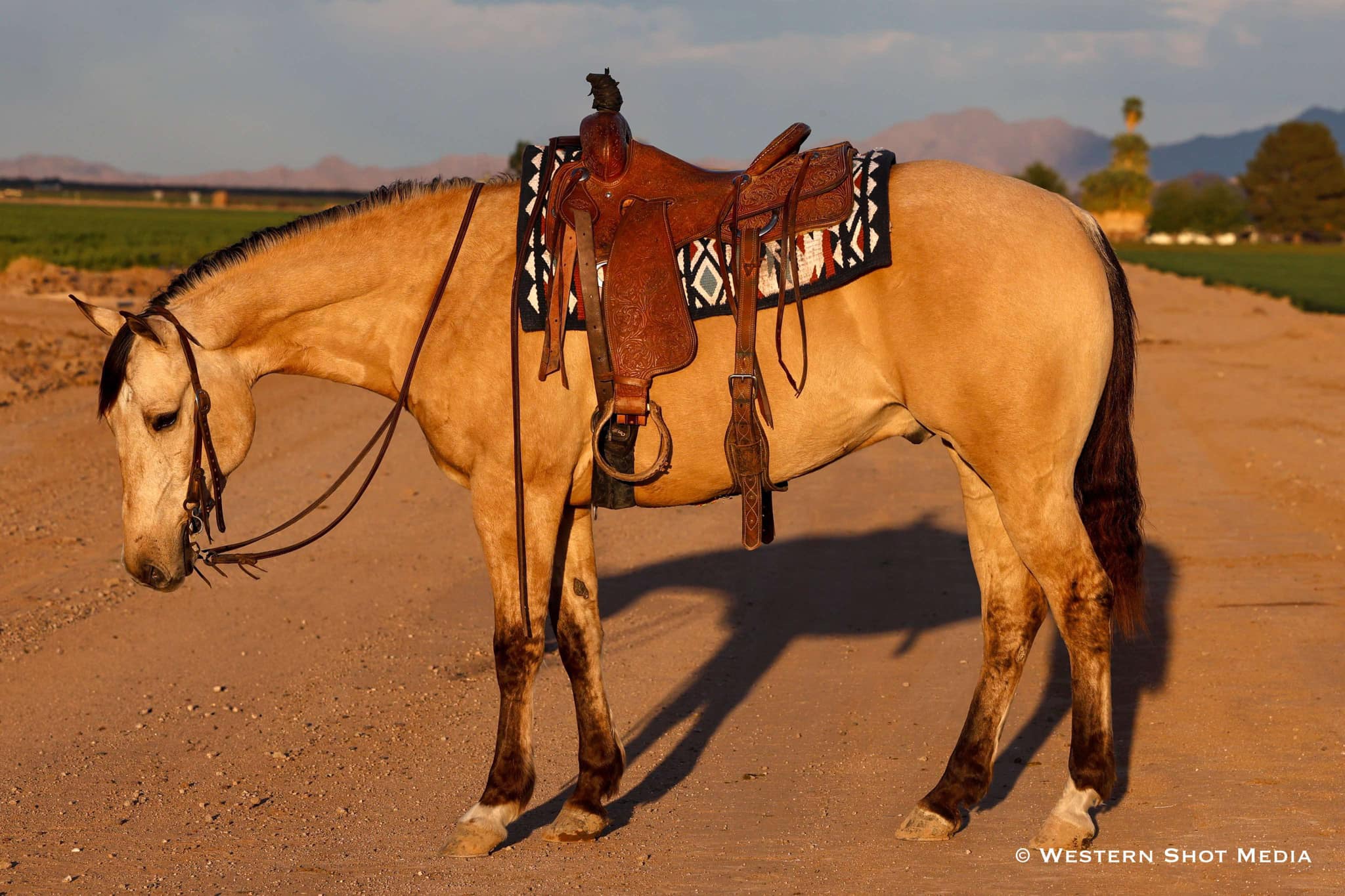 SPIDER | Horse Bid, LLC