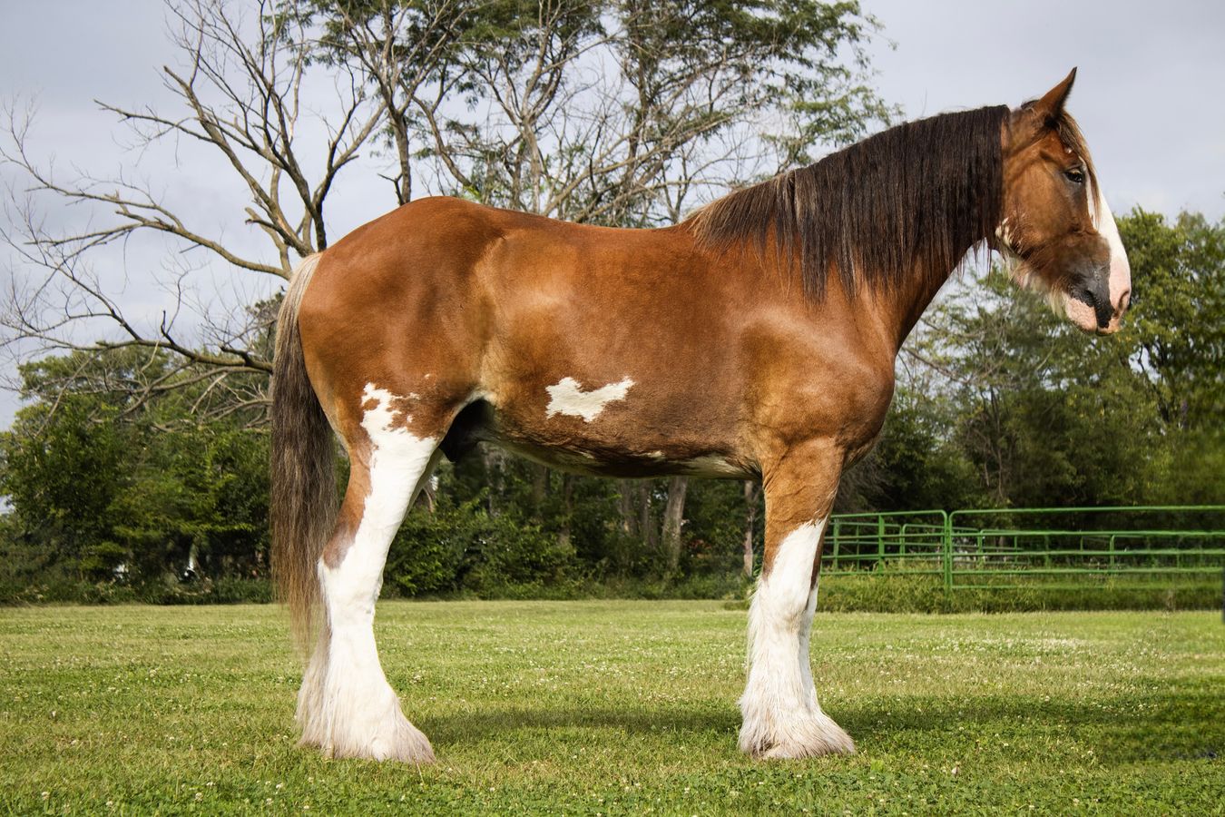 CLYDE | Horse Bid, LLC
