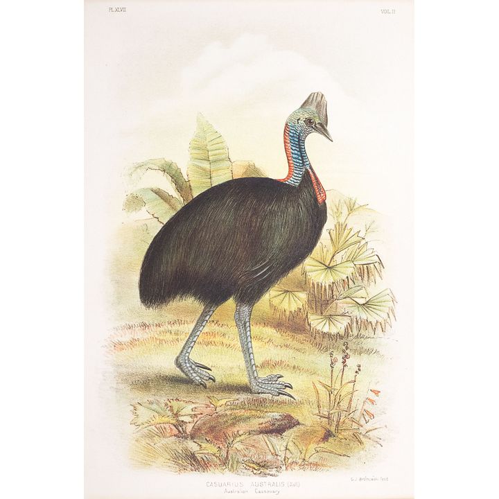 Gracius Joseph Broinowski (1837-1913), 'Casuarius Australis (Australian Cassowary)', c.1890,