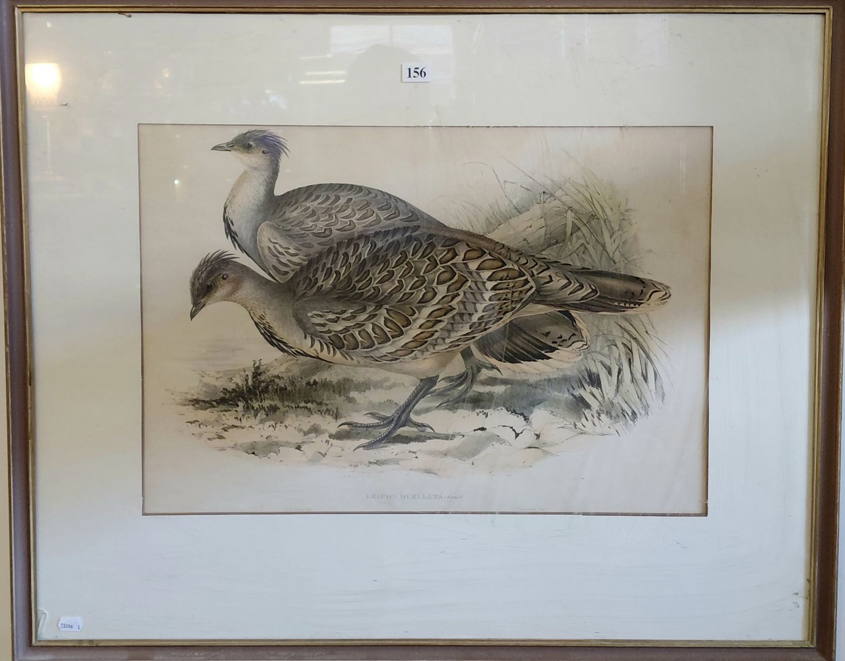 156 · JOHN GOULD