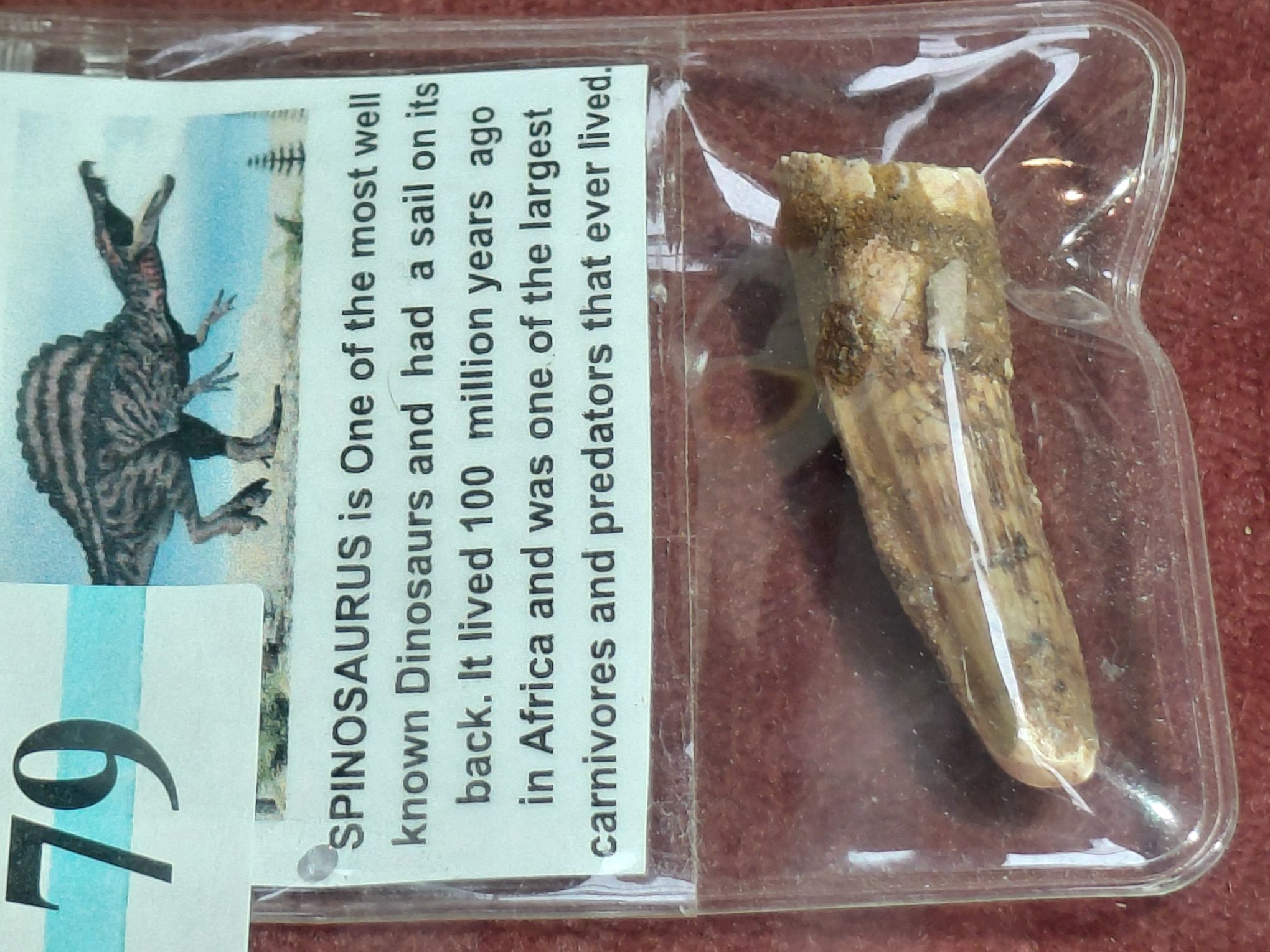 79 · DINOSAUR TOOTH