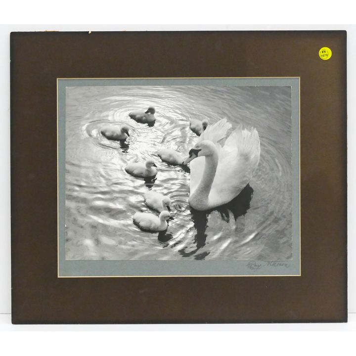 Ray Atkeson ''Swan Family'' Silver Gelatin Print Matted 17''x20''