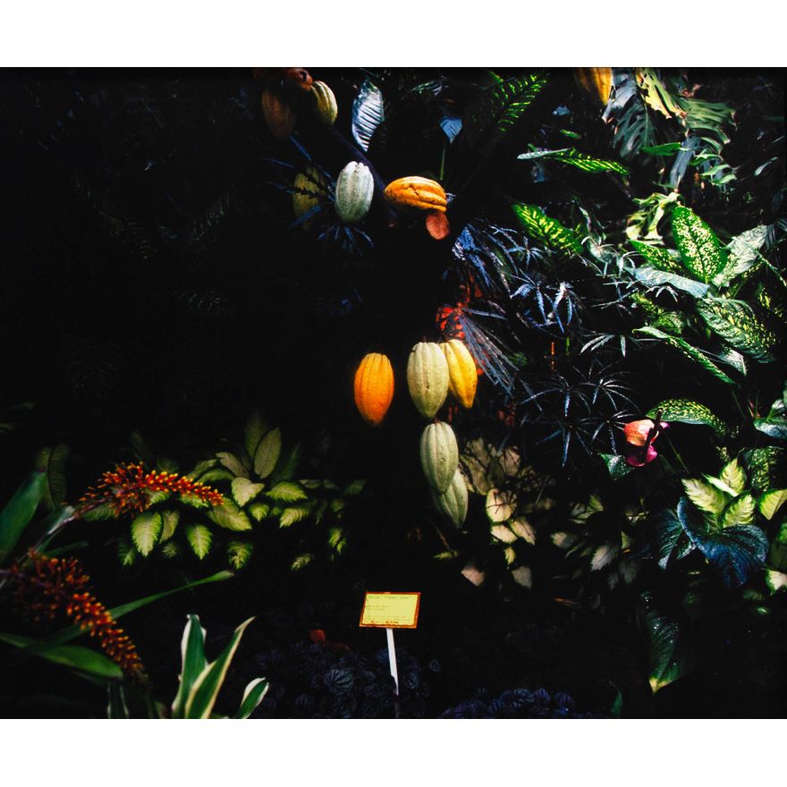 Greta Anderson 'Day for Night, Cocoa Plant (2009)'