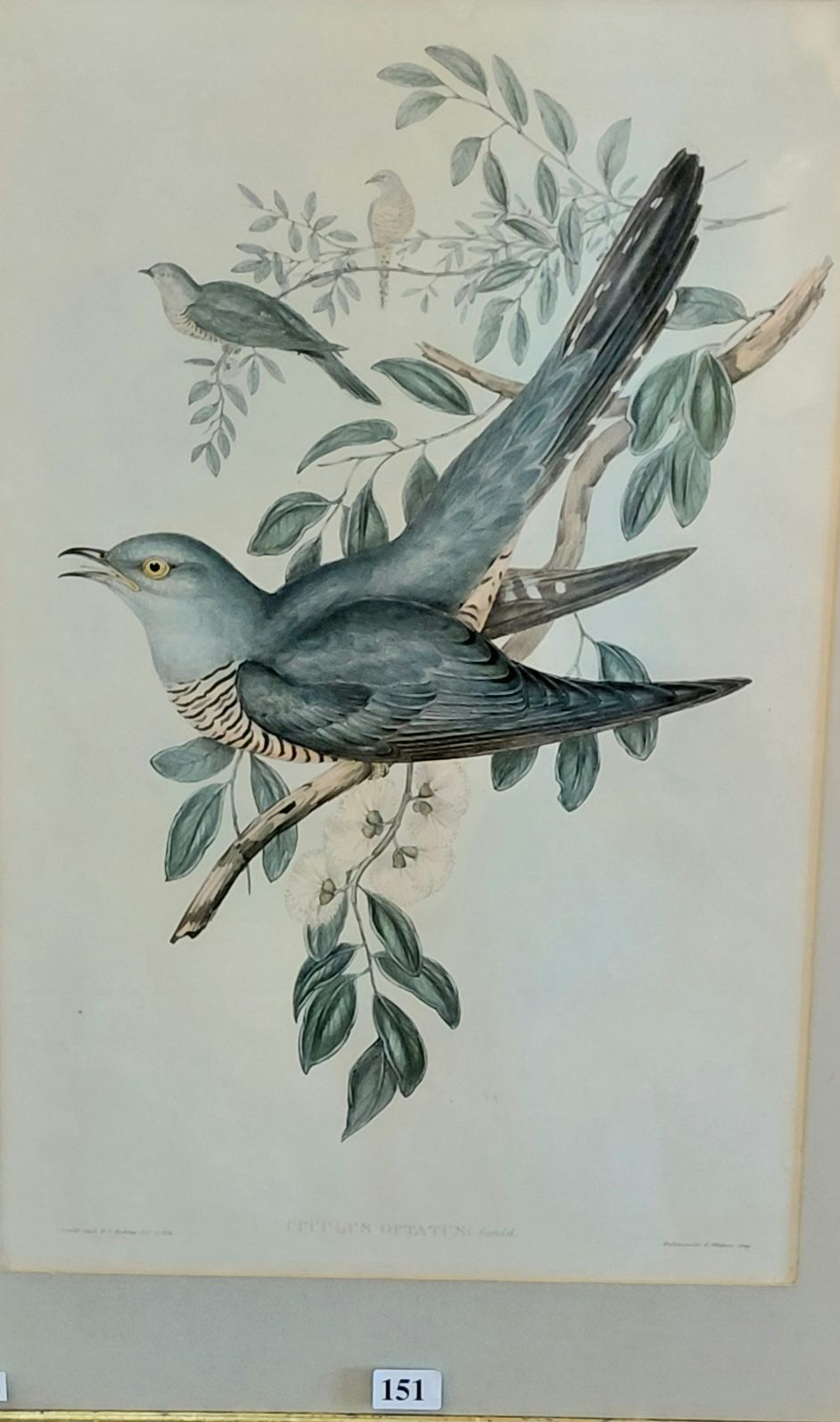 151 · JOHN GOULD
