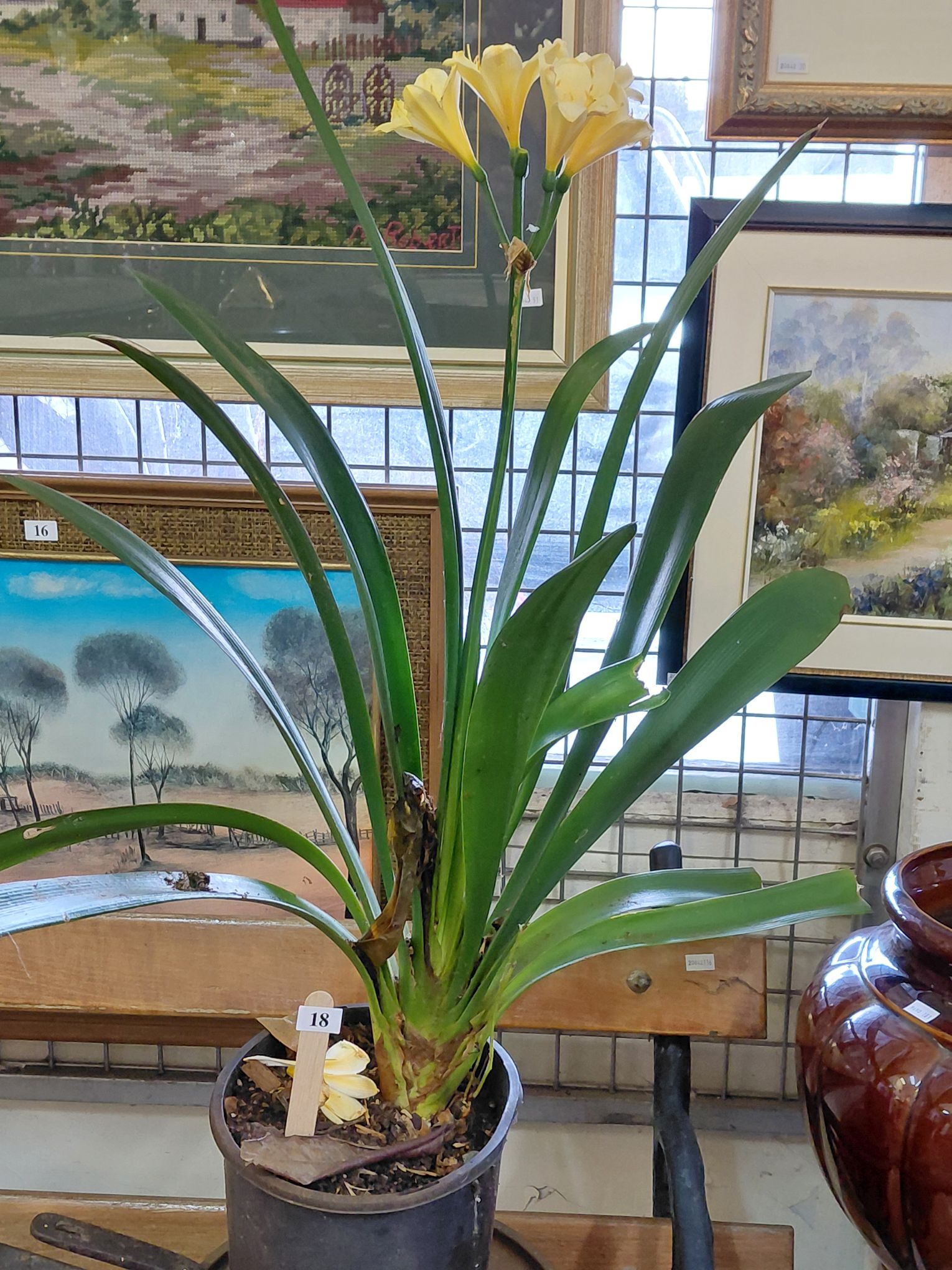 18 · POTTED APRICOT CLIVIA