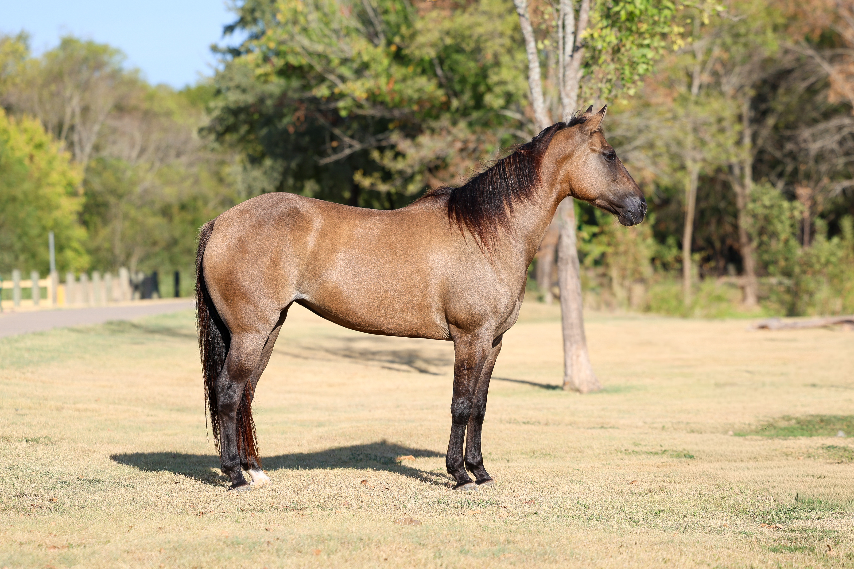 PRETTY WOMAN | Horse Bid, LLC