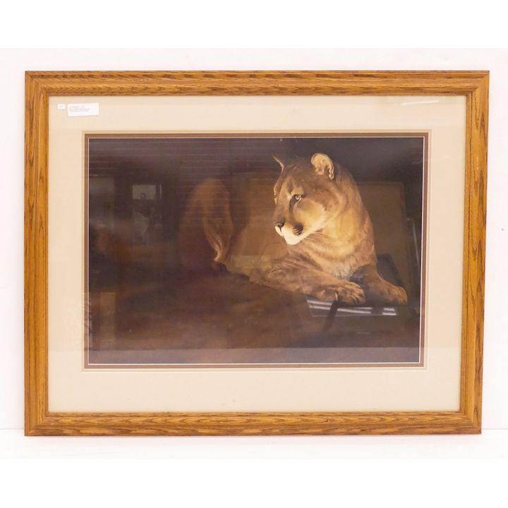 Morten Solberg 'By Fire Light Mountain Lion' S/N Lithograph- 30x39'' framed