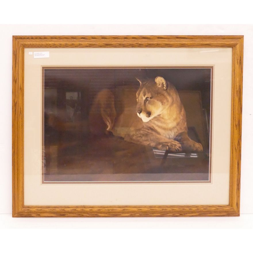 Morten Solberg 'By Fire Light Mountain Lion' S/N Lithograph- 30x39'' framed